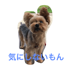 [LINEスタンプ] YORKIE YORKIE