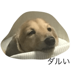 [LINEスタンプ] ダル