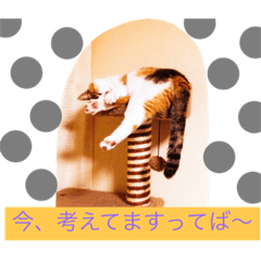 [LINEスタンプ] シナモン