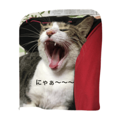 [LINEスタンプ] かわいい 私の猫ちゃん
