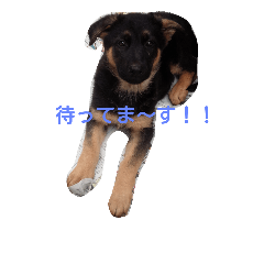 [LINEスタンプ] チビいぬ・デカいぬ