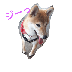 [LINEスタンプ] 柴犬パピーさくら