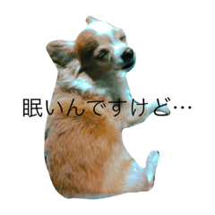 [LINEスタンプ] みゅうみゅうのペット可愛いワンニャンず