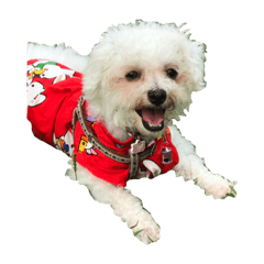 [LINEスタンプ] 保護犬エルモ