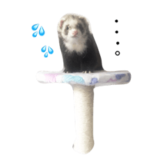 [LINEスタンプ] くに子の気持ち