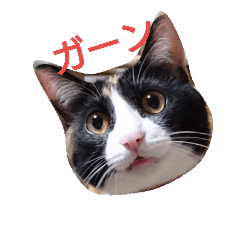 [LINEスタンプ] 三毛猫のミィ