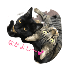 [LINEスタンプ] なかよしニャンコ