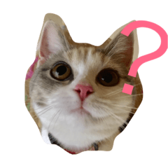 [LINEスタンプ] 【梅丸】毎日使えるスタンプ
