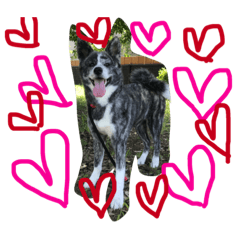 [LINEスタンプ] 秋田犬うた-2