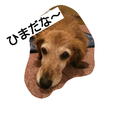 [LINEスタンプ] 幸せな老犬