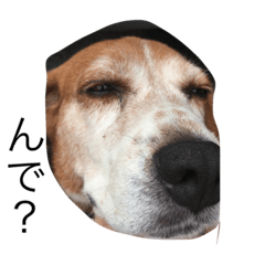 [LINEスタンプ] ビーグル犬のスタンプです。の画像（メイン）