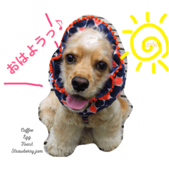 [LINEスタンプ] アメコカのアドレ