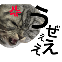 [LINEスタンプ] うちの猫with愉快な仲間たち♡