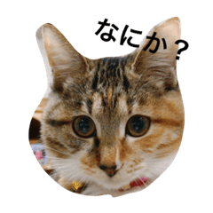 [LINEスタンプ] chakonichi