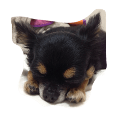 [LINEスタンプ] はにおとまるみ