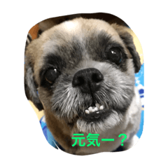 [LINEスタンプ] SI-ZU- Lover