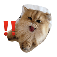 [LINEスタンプ] 猫写真。キャロルとルカ