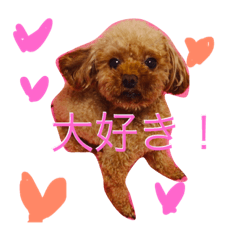 [LINEスタンプ] ティーカッププードルのカイ