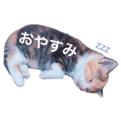 [LINEスタンプ] ちくわファミリー①