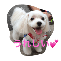 [LINEスタンプ] Maluchi no rubitan