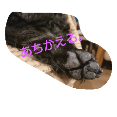 [LINEスタンプ] うちの、いぬ