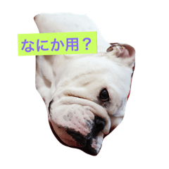 [LINEスタンプ] だるだるぶるさん