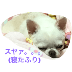 [LINEスタンプ] 生意気わんこ