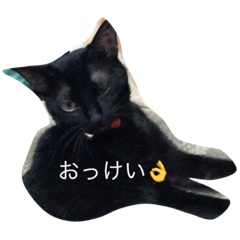 [LINEスタンプ] dog cat@