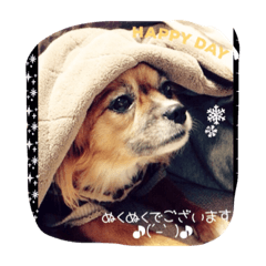[LINEスタンプ] わんこも大変なのよ