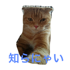 [LINEスタンプ] 我が家のネコ達