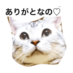 [LINEスタンプ] だーちゃんより♩
