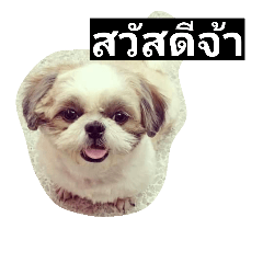 [LINEスタンプ] mumi shih tzu