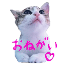 [LINEスタンプ] 使えるカワイイ三匹のネコ♪
