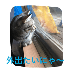 [LINEスタンプ] クロさんの日常