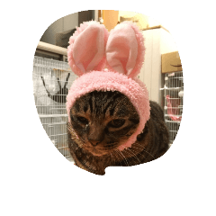 [LINEスタンプ] きじとら しん