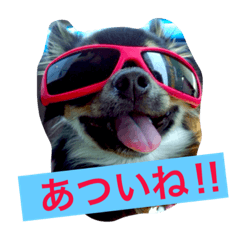 [LINEスタンプ] かわばたさんちのいぬたち