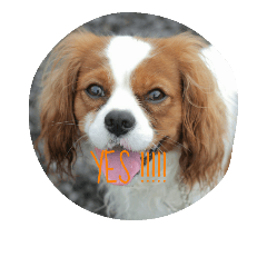[LINEスタンプ] キャバリアのキュー①