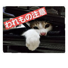 [LINEスタンプ] キジ白のアンジュちゃん