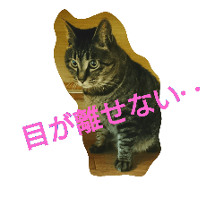 [LINEスタンプ] wasabi neko