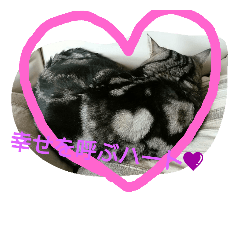 [LINEスタンプ] 幸せを呼ぶとらさん