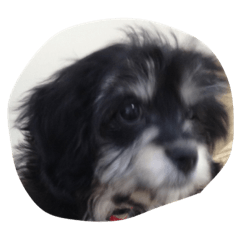 [LINEスタンプ] 動物可愛いね