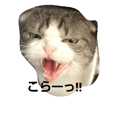 [LINEスタンプ] cat marumaruo