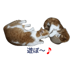 [LINEスタンプ] サスケ ＆ きなこ