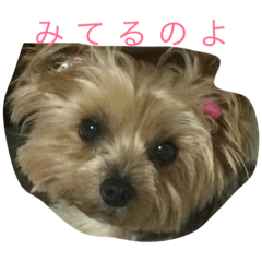 [LINEスタンプ] 犬の方々。