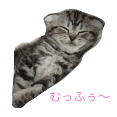 [LINEスタンプ] sukoneko