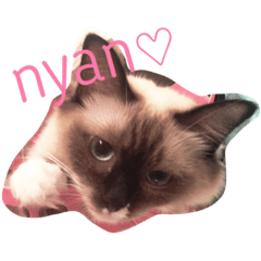 [LINEスタンプ] ラグドールのミディちゃん