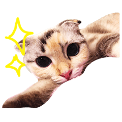 [LINEスタンプ] ねこのちぃちゃん