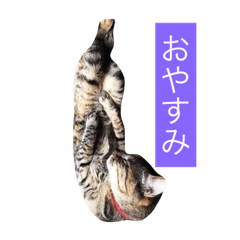 [LINEスタンプ] 猫3兄妹