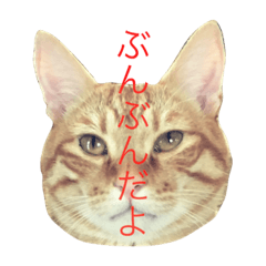 [LINEスタンプ] 猫 ぶんぶん