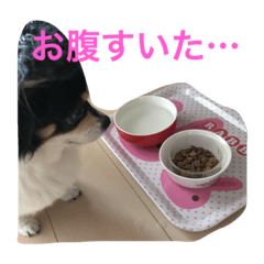 [LINEスタンプ] わが家のるーちょん。